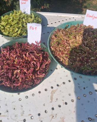 acer seed acero semi