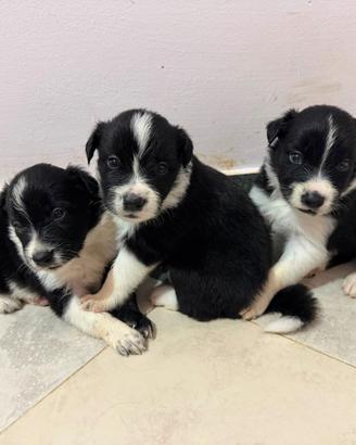 Cuccioli di bordercollie