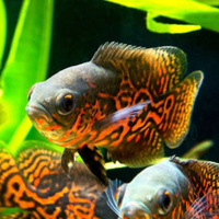 Pesci Oscar, acquario,