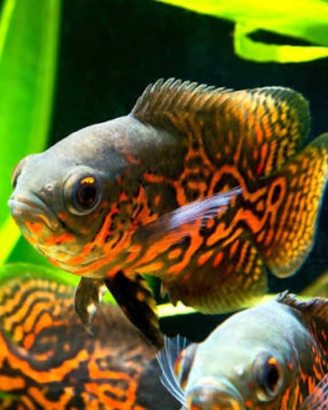Pesci Oscar, acquario,