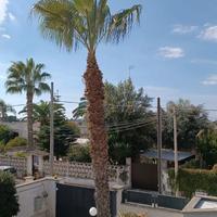 PALMA WASHINGTONIA