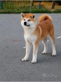 Cuccioli Akita Inu FCI - Linee di campioni