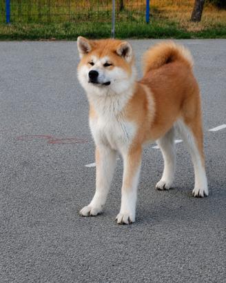 Cuccioli Akita Inu FCI - Linee di campioni