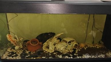 acquario 