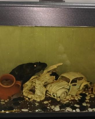 acquario 