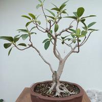Bonsai ficus 