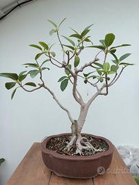 Bonsai ficus 