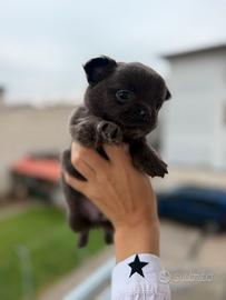 Chihuahua toy cucciolo maschio blu pelo lungo
