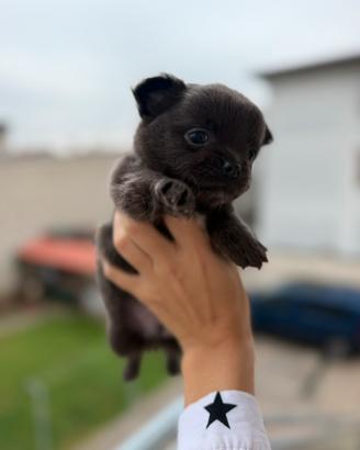 Chihuahua toy cucciolo maschio blu pelo lungo