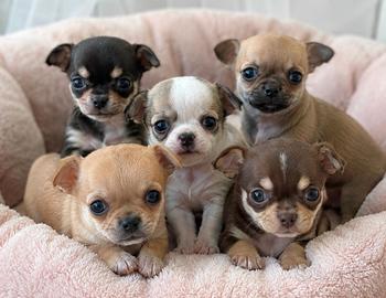 Chihuahua toy femmine