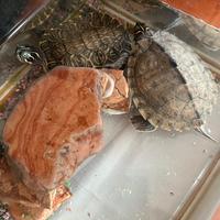 2 tartarughe con vasca