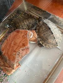 2 tartarughe con vasca