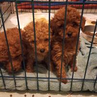Cuccioli di barboncino