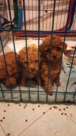 Cuccioli di barboncino