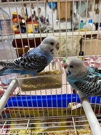 Disponibili 2 cocorite maschi