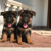Cuccioli pastore tedesco