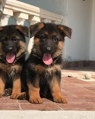 Cuccioli pastore tedesco