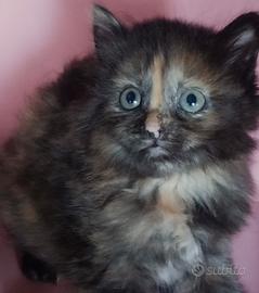 Cucciola simil Siberiano ( femmina )