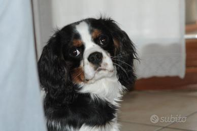Cavalier King per accoppiamento