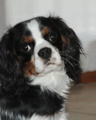 Cavalier King per accoppiamento