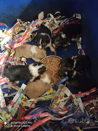 Welsh corgi Pembroke