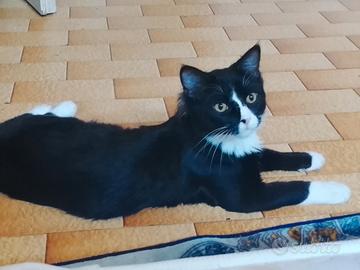 Gattino nero e bianco