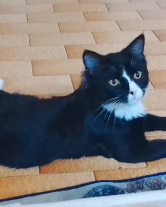 Gattino nero e bianco