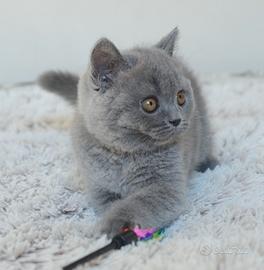 Scottish fold straight