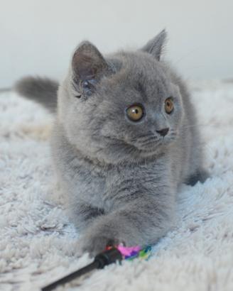 Scottish fold straight