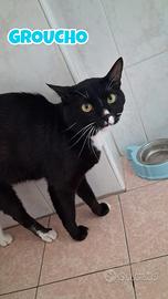 Groucho gatto bianconero di tre anni