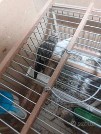 Incardellati novelli