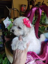 Maltipoo Toy cucciola 
