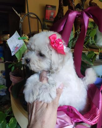 Maltipoo Toy cucciola 