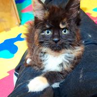 Cucciola Maine Coon con Pedigree