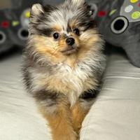 Spitz tedesco piccolo tipo Pomeranian