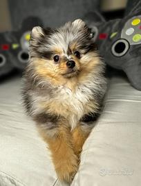 Spitz tedesco piccolo tipo Pomeranian