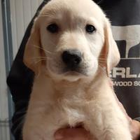 Cuccioli di labrador