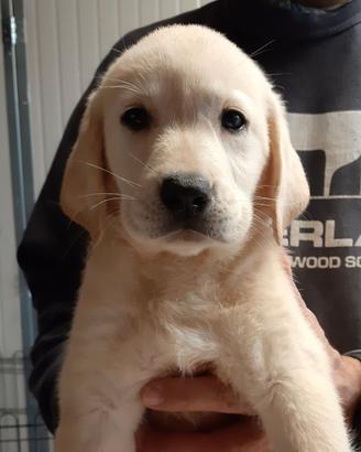 Cuccioli di labrador