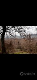 Terreni boschivi/seminativo