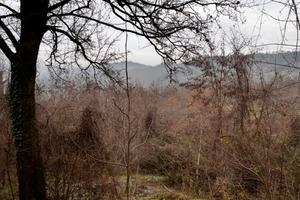 Terreni boschivi/seminativo