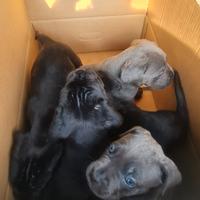 Cuccioli cane corso