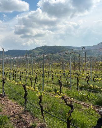 Terreno edificabile - Lisignago, Val di Cembra