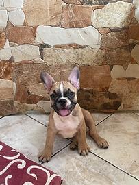 Bulldog francese