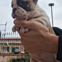 Bulldog francese femminuccia 2 mesi pedigree enci