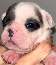 Bulldog francese