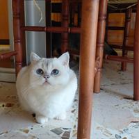 Brithish shorteir occhi blu