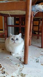 Brithish shorteir occhi blu