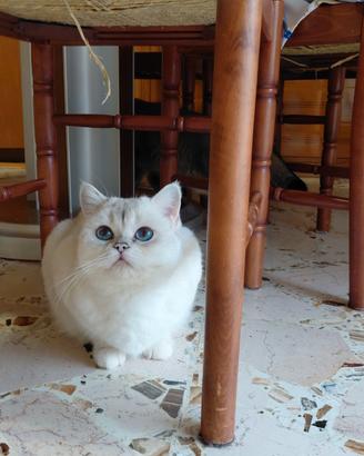 Brithish shorteir occhi blu