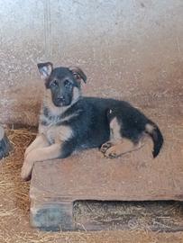 Cucciolo pastore tedesco
