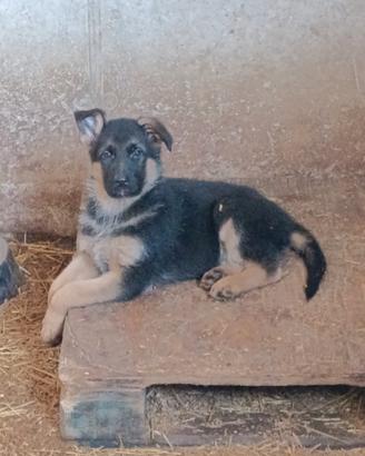 Cucciolo pastore tedesco